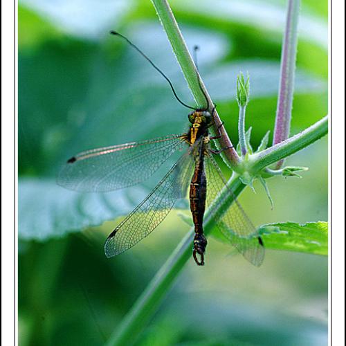 오늘 아침엔86탄(뿔 잠자리)
