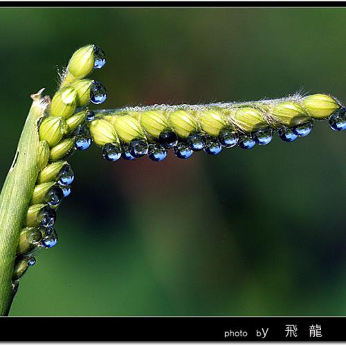 오늘 아침엔86-2탄(물 방울)