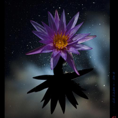 연꽃마을 소경...