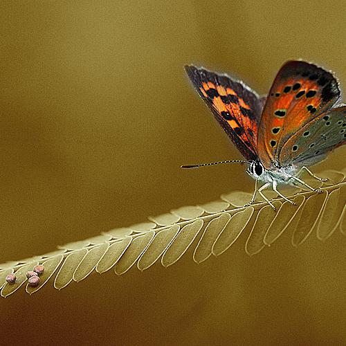 오늘 아침엔88탄(흉내내기)