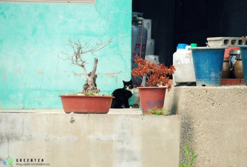 야옹 멍멍 음메