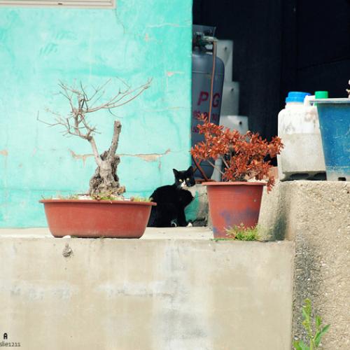 야옹 멍멍 음메