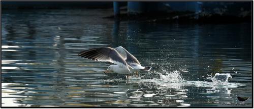 삼길포 갈매기들...