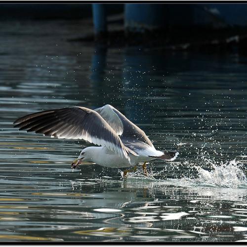 삼길포 갈매기들...