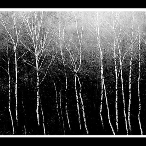 자작나무가 있는 풍경.......