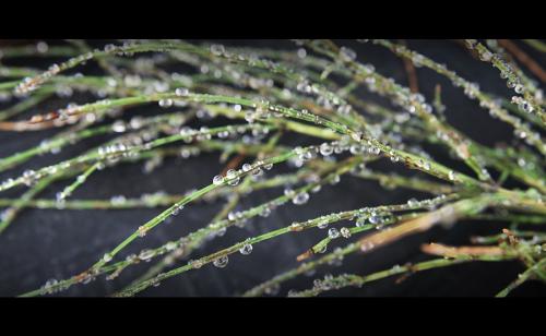 비온 아침 양촌에서