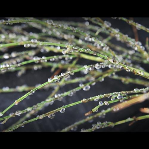 비온 아침 양촌에서