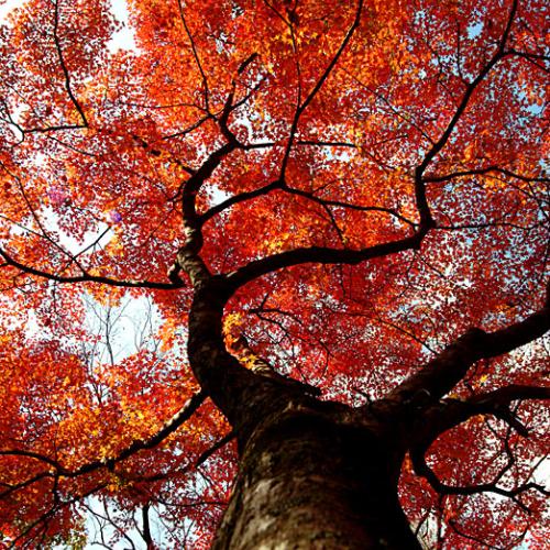 백양사의 단풍나무