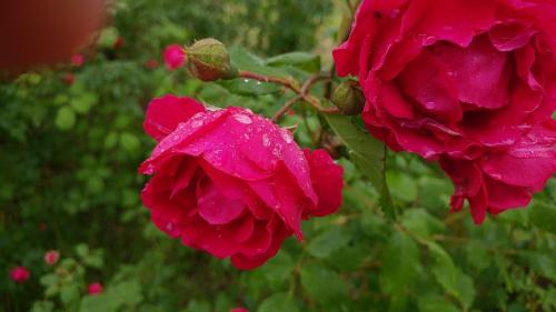 아침이슬과 장미