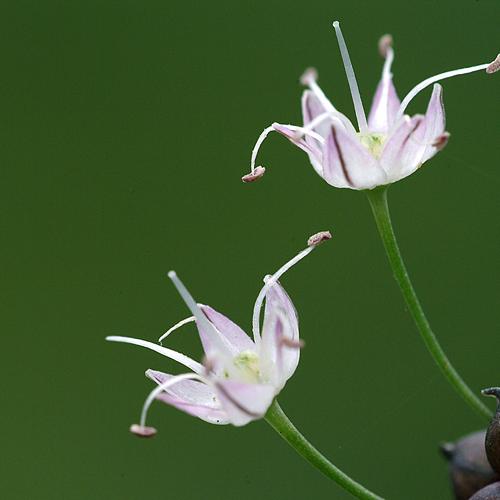 오늘 아침엔213-4탄(달래)