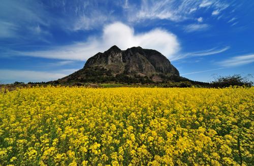 산방산과 유채꽃