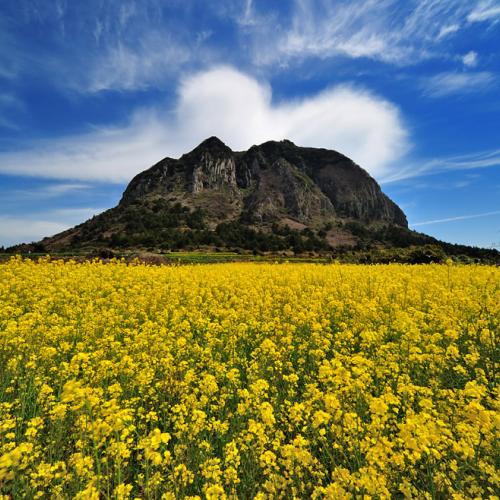 산방산과 유채꽃