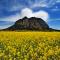 산방산과 유채꽃