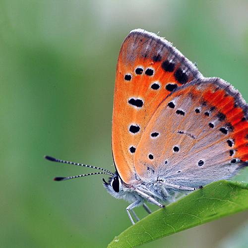 오늘 아침엔214탄(암먹부전나비)