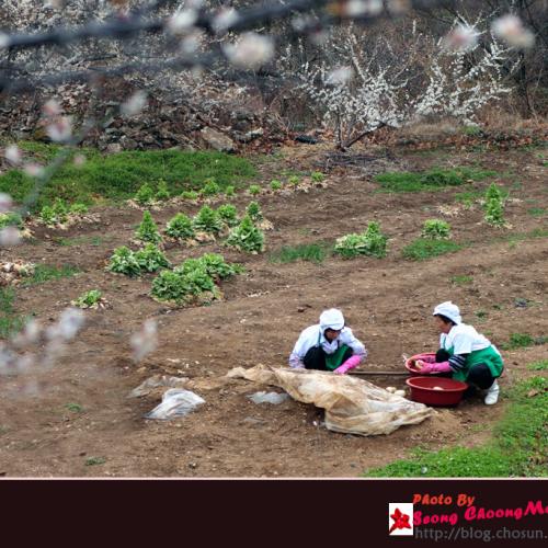 꽃이 핀 마을은 어디나 고향같다.