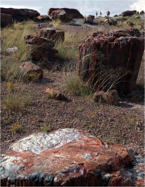 돌로 변한 거목의 숲