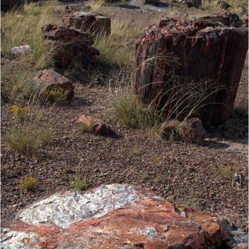 돌로 변한 거목의 숲