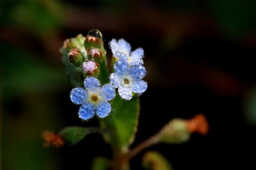 때론 작은 꽃이 아름답습니다.