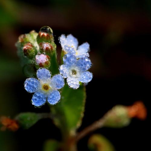 때론 작은 꽃이 아름답습니다.