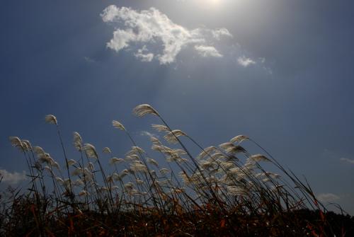 억새와 갈대