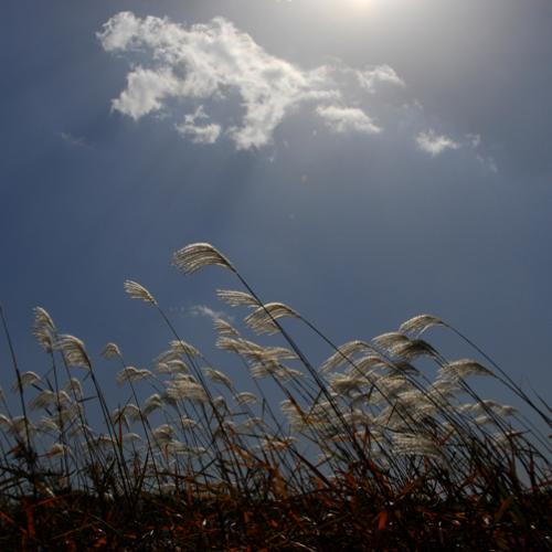 억새와 갈대