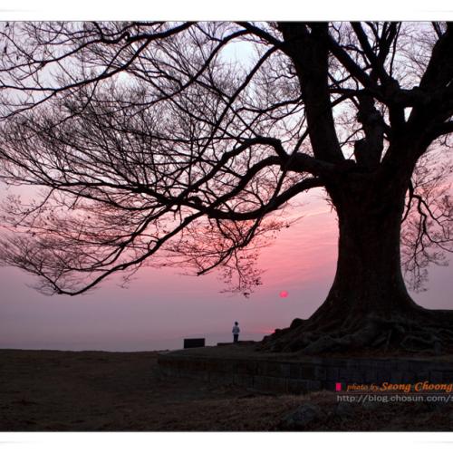 사랑나무에서의 일출