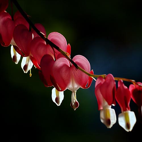 오늘 아침엔158-2탄(금낭화)