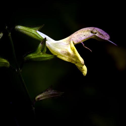 무섭게 생긴 꽃...