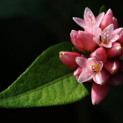 이런 저런색의 고마리