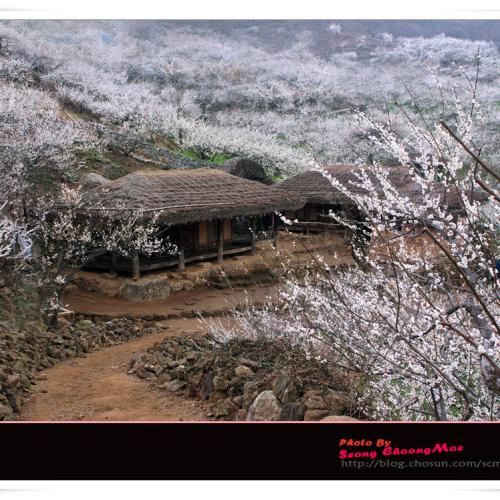 매화 마을
