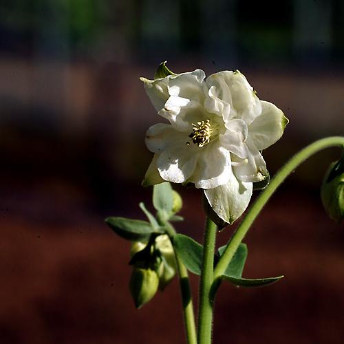 오늘 아침엔158-3탄(흰매발톱)