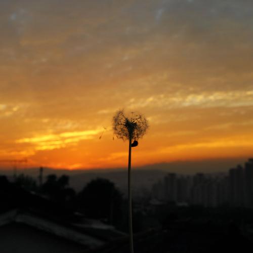 팜프렛용사진-제목-공존