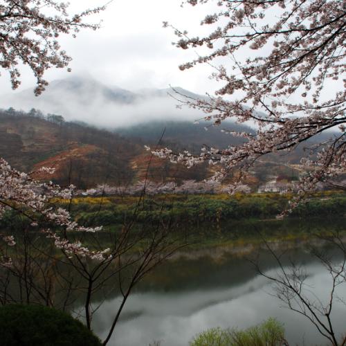 방사능 비속에...