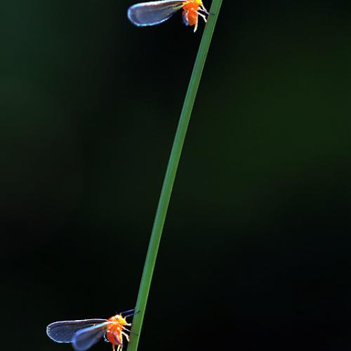 오늘 아침엔216탄(벼멸구)