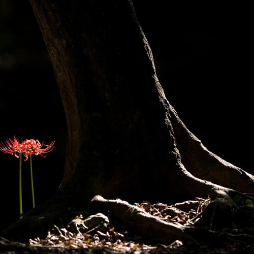 선운사의 꽃무릇