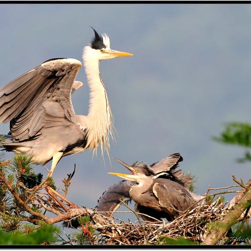 왜가리와 백로...