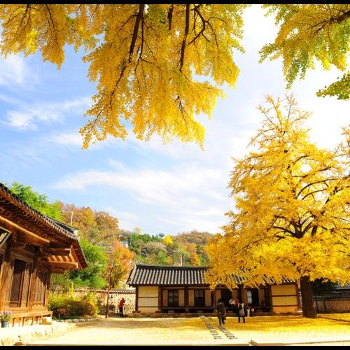 전주 향교 은행나무..