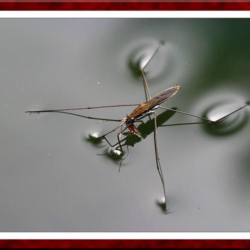 소금쟁이와 표면장력