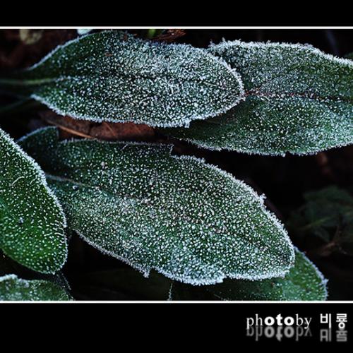 오늘아침엔2탄(연 작)