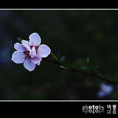 오늘아침엔3탄(연 작)