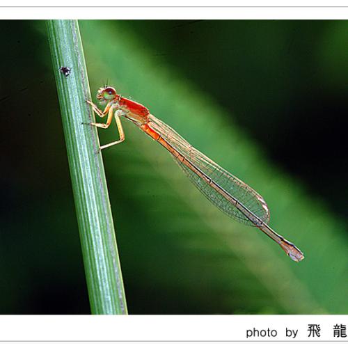 오늘 아침엔98탄(연작)