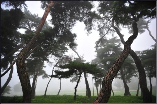 아침 솔밭