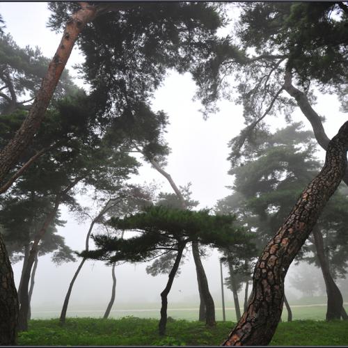 아침 솔밭