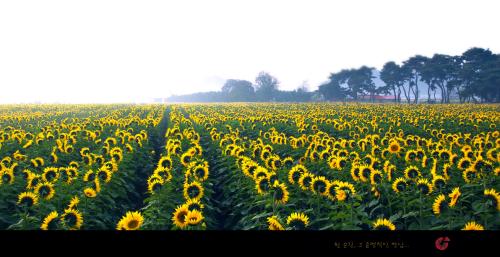 임한리 해바라기