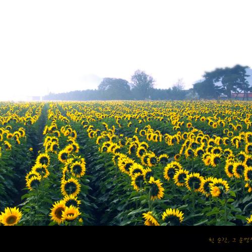 임한리 해바라기