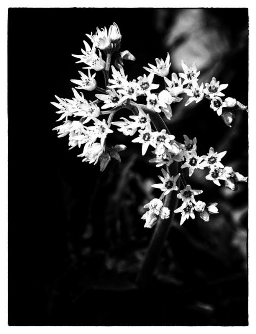 돌단풍 흑백느낌~