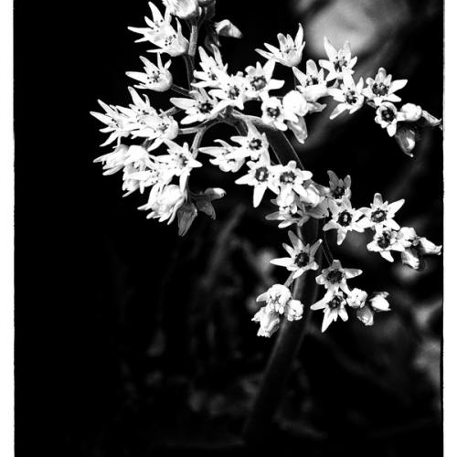 돌단풍 흑백느낌~