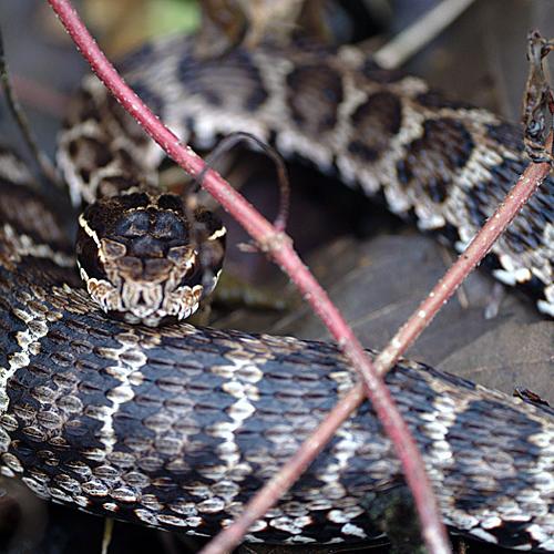 오늘 아침엔217-2탄(비이암)