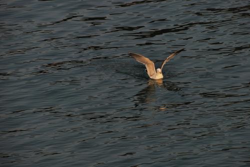 110202 안면도 꽃지