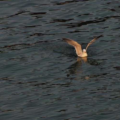 110202 안면도 꽃지